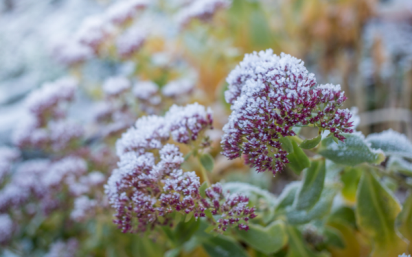 How to Prepare Your Maidstone Garden This Winter
