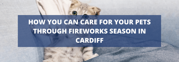 How you can care for your pets through fireworks season in Cardiff