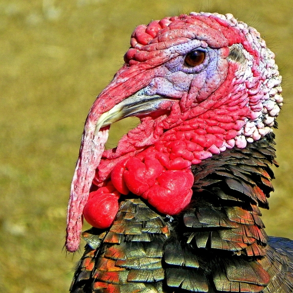Choose a legal Eagle not a turkey
