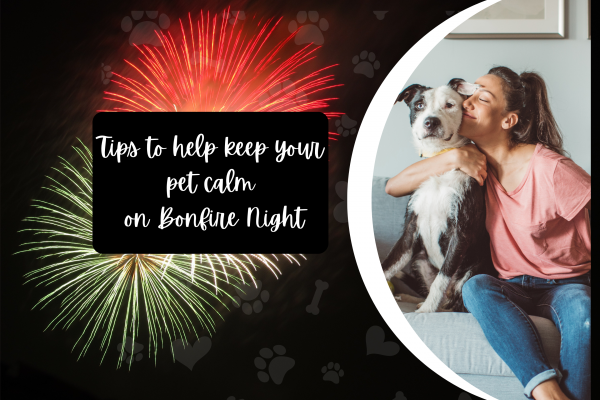 Tips to help keep your pet calm on Bonfire Night