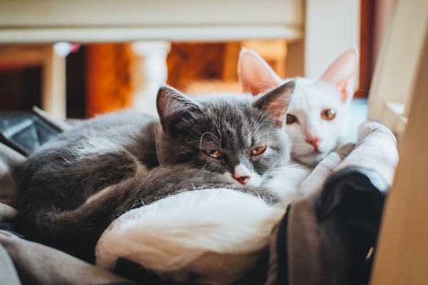 How to keep pets calm this weekend!