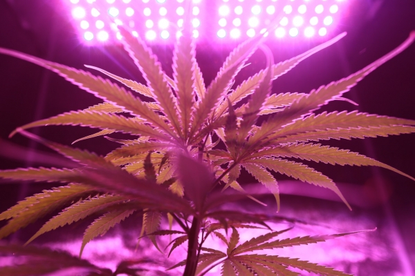 How Landlords in Bromley and the South East Can Outsmart Cannabis Gangs