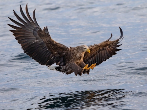 Six Ways Homeowners in Neath Can Spot a Legal Eagle From a Tired Turkey