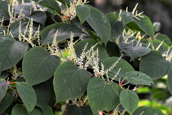 1 in 20 homes affected by Japanese Knotweed!