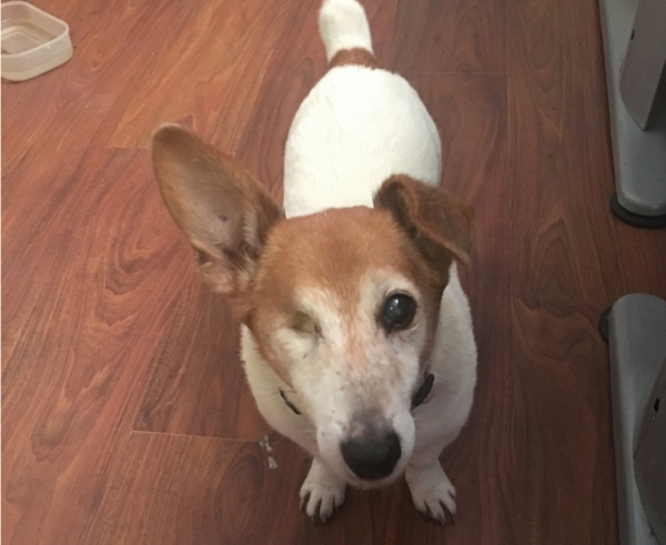 A Tribute to Minnie: Rockett Home Rentals’ Best, Best Friend
